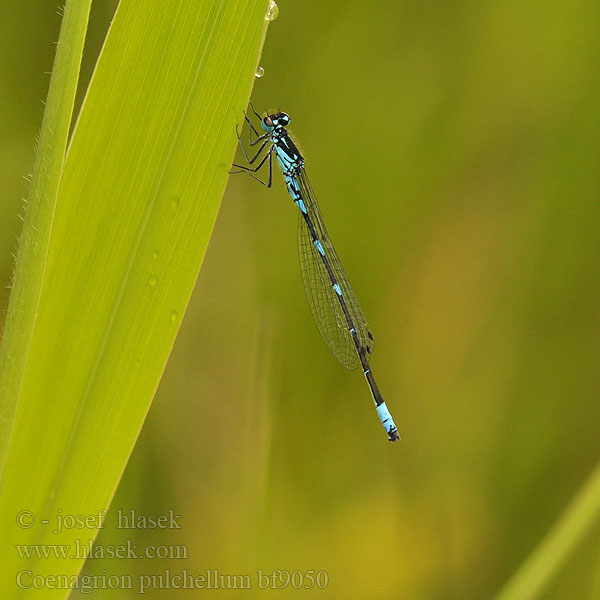 Coenagrion pulchellum bf9050