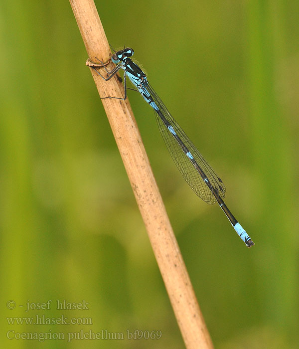 Coenagrion pulchellum bf9069