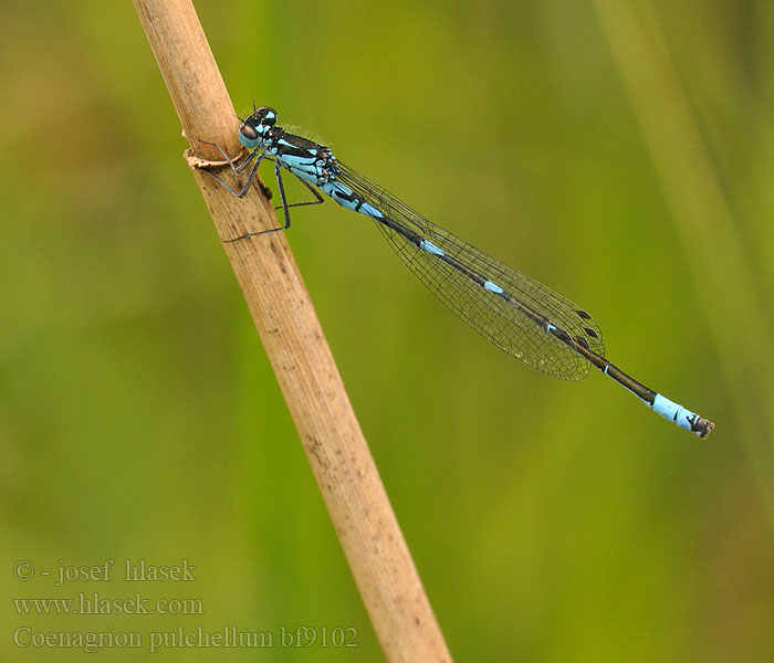 Variabel blåvannymfe Стрелка изящная Стрілка чудова Gyakori légivadász Suhljati škratec Coenagrion pulchellum Variable damselfly Bluet Flagermus Vandnymfe Sirotytönkorento Agrion gracieux Variabele waterjuffer Agrion leggiadro Fledermaus-Azurjungfer Łątka nietoperzówka Šidélko širokoskvrnné Mörk U-flickslända Stanjssani sskratec