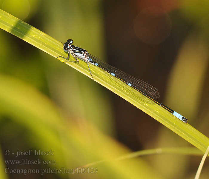 Стрелка изящная Стрілка чудова Gyakori légivadász Suhljati škratec Coenagrion pulchellum Variable damselfly Bluet Flagermus Vandnymfe Sirotytönkorento Agrion gracieux Variabele waterjuffer Agrion leggiadro Fledermaus-Azurjungfer Łątka nietoperzówka Šidélko širokoskvrnné Mörk U-flickslända Stanjssani sskratec Variabel blåvannymfe