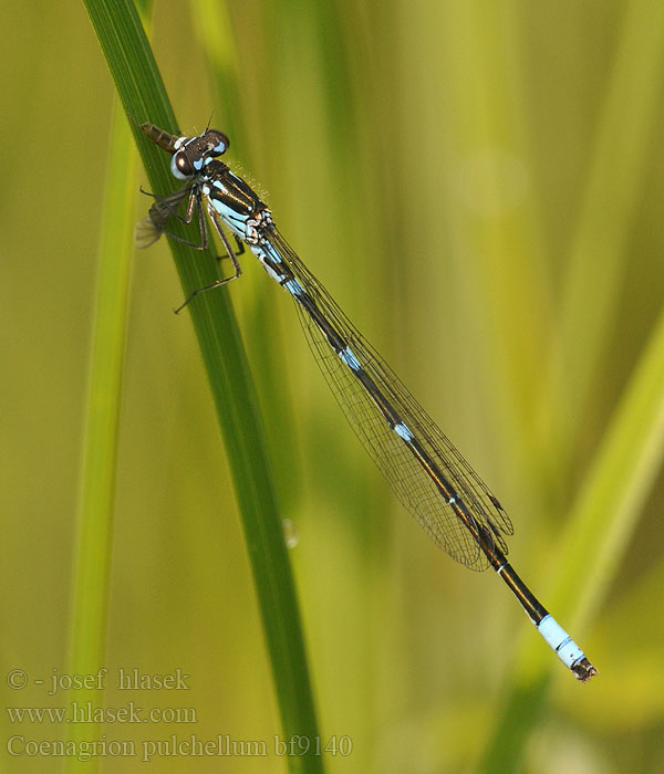 Coenagrion pulchellum bf9140