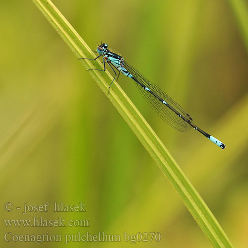 Coenagrion pulchellum bg0270