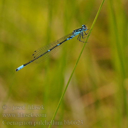 Flagermus Vandnymfe Sirotytönkorento Agrion gracieux Variabele waterjuffer Agrion leggiadro Fledermaus-Azurjungfer łątka nietoperzówka Šidélko širokoskvrnné Mörk U-flickslända Stanjssani sskratec Variabel blåvannymfe Стрелка изящная Стрілка чудова Gyakori légivadász Suhljati škratec Coenagrion pulchellum Variable damselfly Bluet