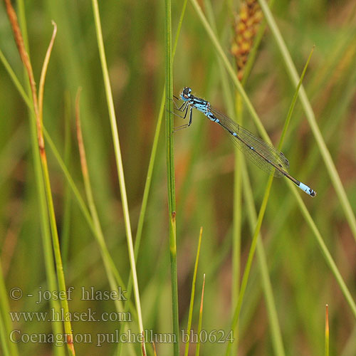 Variabele waterjuffer Agrion leggiadro Fledermaus-Azurjungfer łątka nietoperzówka Šidélko širokoskvrnné Mörk U-flickslända Stanjssani sskratec Variabel blåvannymfe Стрелка изящная Стрілка чудова Gyakori légivadász Suhljati škratec Coenagrion pulchellum Variable damselfly Bluet Flagermus Vandnymfe Sirotytönkorento Agrion gracieux