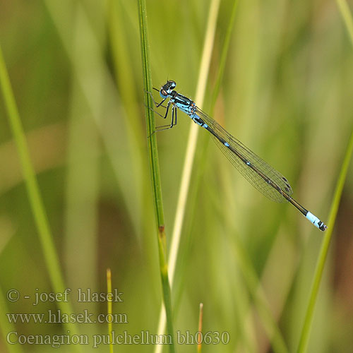 Coenagrion pulchellum bg0630