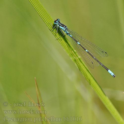 Stanjssani sskratec Variabel blåvannymfe Стрелка изящная Стрілка чудова Gyakori légivadász Suhljati škratec Coenagrion pulchellum Variable damselfly Bluet Flagermus Vandnymfe Sirotytönkorento Agrion gracieux Variabele waterjuffer Agrion leggiadro Fledermaus-Azurjungfer łątka nietoperzówka Šidélko širokoskvrnné Mörk U-flickslända