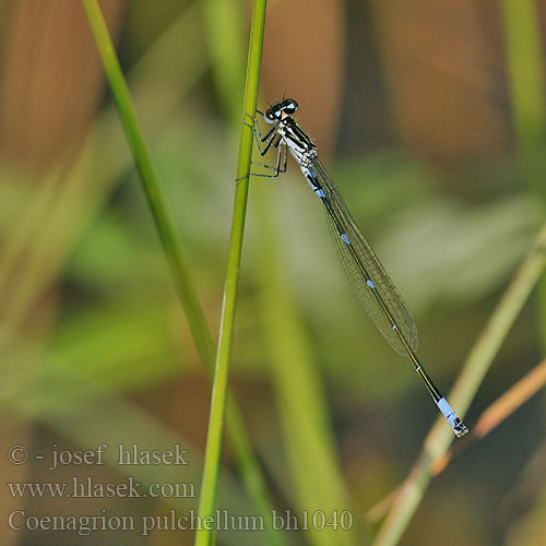 Стрелка изящная Стрілка чудова Gyakori légivadász Suhljati škratec Coenagrion pulchellum Variable damselfly Bluet Flagermus Vandnymfe Sirotytönkorento Agrion gracieux Variabele waterjuffer Agrion leggiadro Fledermaus-Azurjungfer łątka nietoperzówka Šidélko širokoskvrnné Mörk U-flickslända Stanjssani sskratec Variabel blåvannymfe