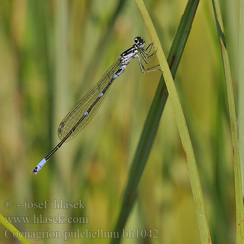 Suhljati škratec Coenagrion pulchellum Variable damselfly Bluet Flagermus Vandnymfe Sirotytönkorento Agrion gracieux Variabele waterjuffer Agrion leggiadro Fledermaus-Azurjungfer łątka nietoperzówka Šidélko širokoskvrnné Mörk U-flickslända Stanjssani sskratec Variabel blåvannymfe Стрелка изящная Стрілка чудова Gyakori légivadász