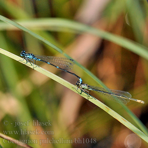 Coenagrion pulchellum bh1048