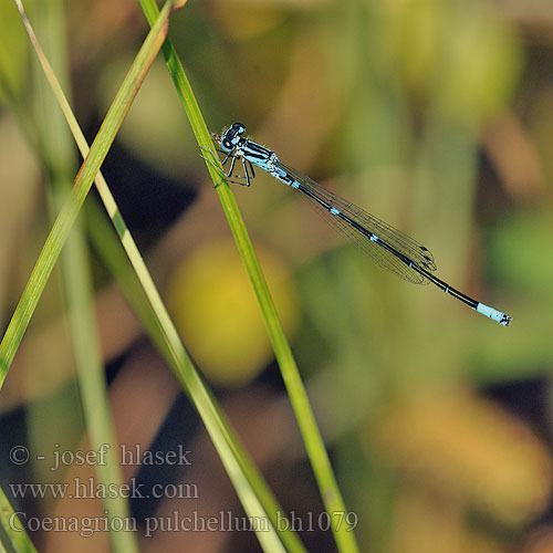 Flagermus Vandnymfe Sirotytönkorento Agrion gracieux Variabele waterjuffer Agrion leggiadro Fledermaus-Azurjungfer łątka nietoperzówka Šidélko širokoskvrnné Mörk U-flickslända Stanjssani sskratec Variabel blåvannymfe Стрелка изящная Стрілка чудова Gyakori légivadász Suhljati škratec Coenagrion pulchellum Variable damselfly Bluet