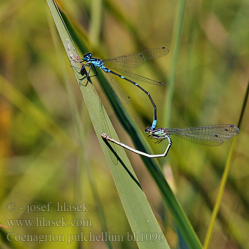 Sirotytönkorento Agrion gracieux Variabele waterjuffer Agrion leggiadro Fledermaus-Azurjungfer łątka nietoperzówka Šidélko širokoskvrnné Mörk U-flickslända Stanjssani sskratec Variabel blåvannymfe Стрелка изящная Стрілка чудова Gyakori légivadász Suhljati škratec Coenagrion pulchellum Variable damselfly Bluet Flagermus Vandnymfe