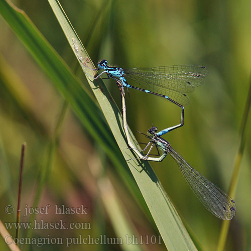 Agrion gracieux Variabele waterjuffer Agrion leggiadro Fledermaus-Azurjungfer łątka nietoperzówka Šidélko širokoskvrnné Mörk U-flickslända Stanjssani sskratec Variabel blåvannymfe Стрелка изящная Стрілка чудова Gyakori légivadász Suhljati škratec Coenagrion pulchellum Variable damselfly Bluet Flagermus Vandnymfe Sirotytönkorento