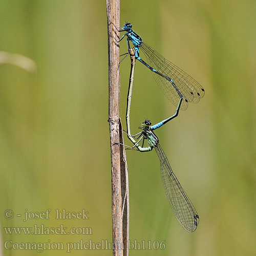 Coenagrion pulchellum bh1106