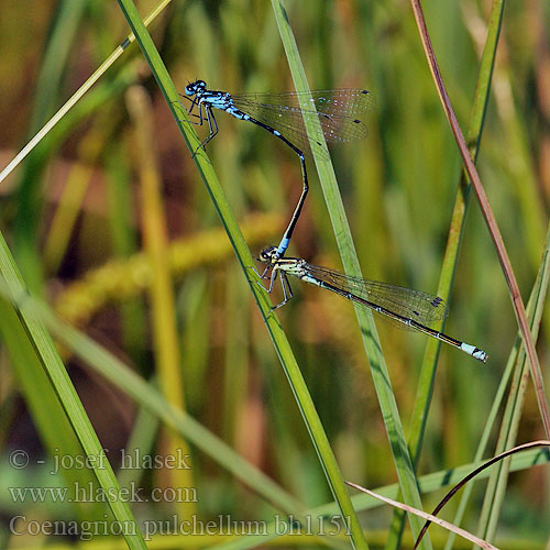 Agrion leggiadro Fledermaus-Azurjungfer łątka nietoperzówka Šidélko širokoskvrnné Mörk U-flickslända Stanjssani sskratec Variabel blåvannymfe Стрелка изящная Стрілка чудова Gyakori légivadász Suhljati škratec Coenagrion pulchellum Variable damselfly Bluet Flagermus Vandnymfe Sirotytönkorento Agrion gracieux Variabele waterjuffer