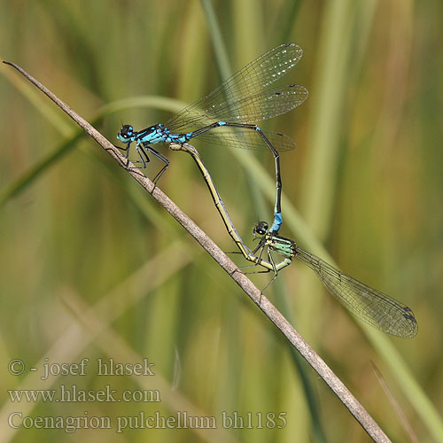 Coenagrion pulchellum bh1185