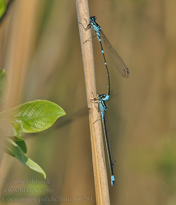 Gyakori légivadász Suhljati škratec Coenagrion pulchellum Variable damselfly Bluet Flagermus Vandnymfe Sirotytönkorento Agrion gracieux Variabele waterjuffer Agrion leggiadro Fledermaus-Azurjungfer Łątka nietoperzówka Šidélko širokoskvrnné Mörk U-flickslända Stanjssani sskratec Variabel blåvannymfe Стрелка изящная Стрілка чудова