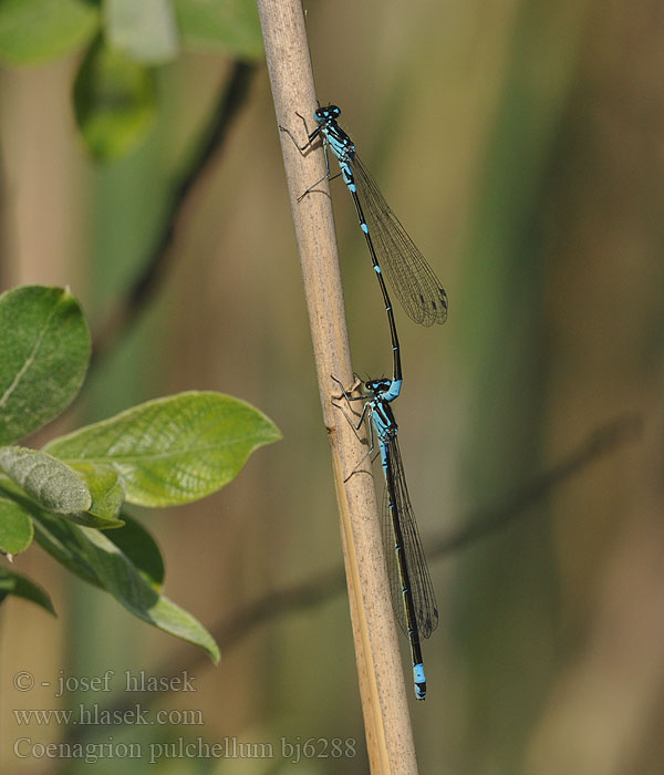 Coenagrion pulchellum bj6288