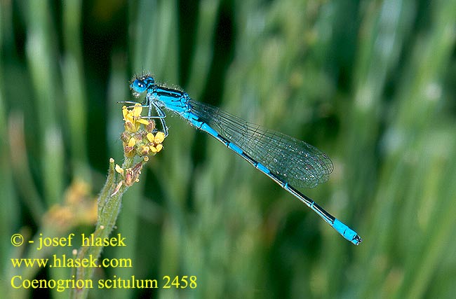 Coenagrion scitulum Dainty damselfly Bluet Gabel-Azurjungfer Łątka zalotna Šidélko huňaté Стрелка красивая Стрілка гарна Ritka légivadász Povodni škratec