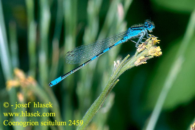 Coenagrion scitulum Šidélko huňaté Стрелка красивая Стрілка гарна Ritka légivadász Povodni škratec Dainty damselfly Bluet Gabel-Azurjungfer Łątka zalotna