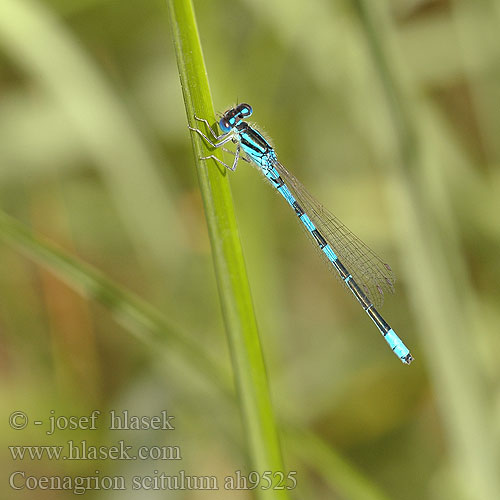 Coenagrion scitulum ah9525