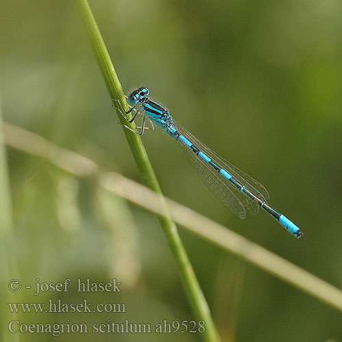 Coenagrion scitulum Bluet Gabel-Azurjungfer Łątka zalotna šidélko huňaté Стрелка красивая Стрілка гарна