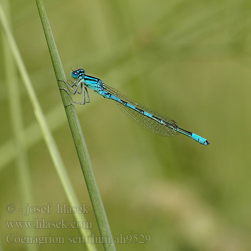 Coenagrion scitulum Łątka zalotna šidélko huňaté Стрелка красивая Стрілка гарна Dainty damselfly Bluet Gabel-Azurjungfer