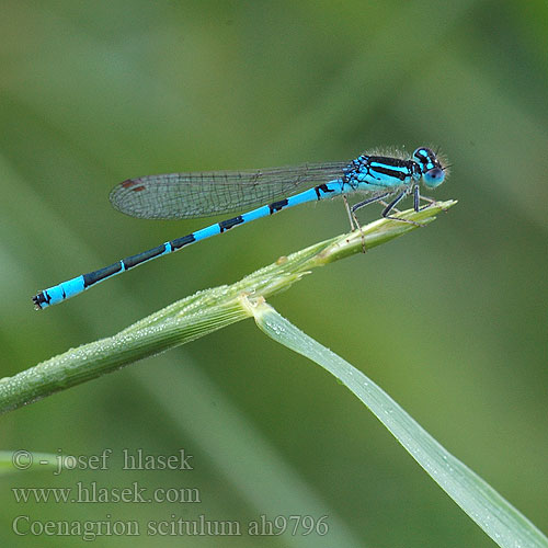 Coenagrion scitulum šidélko huňaté Стрелка красивая Стрілка гарна Dainty damselfly Bluet Gabel-Azurjungfer