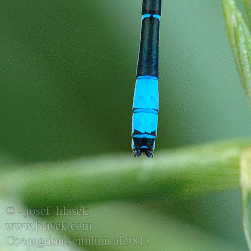 Coenagrion scitulum Стрелка красивая Стрілка гарна Dainty damselfly Bluet Gabel-Azurjungfer Łątka zalotna šidélko huňaté