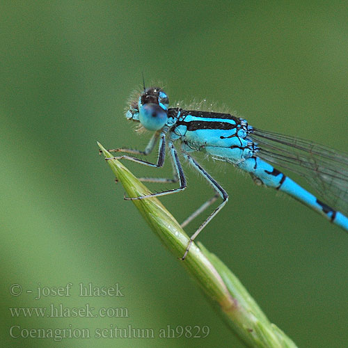 Coenagrion scitulum Стрілка гарна Dainty damselfly Bluet Gabel-Azurjungfer Łątka zalotna šidélko huňaté