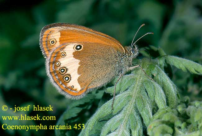 Coenonympha arcania Pearly Heath céphale Fehérövű szénalepke