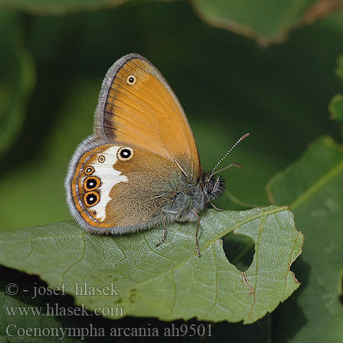 Coenonympha arcania Pearly Heath céphale Fehérövű szénalepke