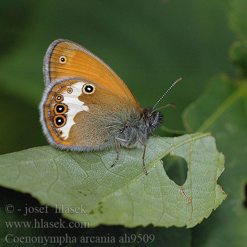 Coenonympha arcania Okáč strdivkový Mancha Leonada Pärlgräsfjäril