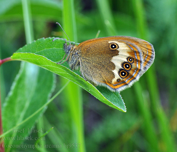 Coenonympha arcania Tweekleurig hooibeestje Белополосый сатир