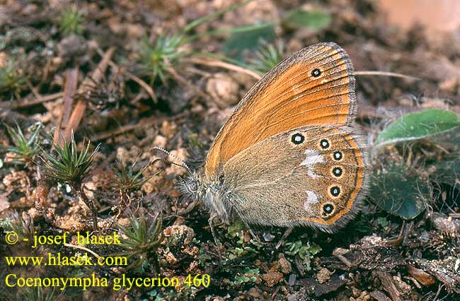 Coenonympha glycerion Chestnut Heath fadet mélique Közönséges szénalepke Rostbraunes Wiesvögelchen Strzępotek glicerion Očkáň traslicový Okáč třeslicový Сенница глицерион луговая Idänniittyperhonen Roodstreephooibeestje Barna szénanimfa Belolisi okarček Darrgräsfjäri