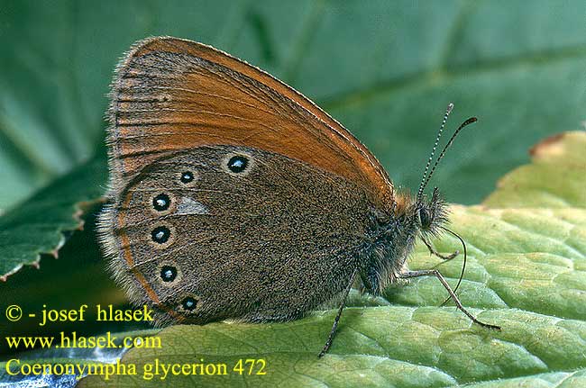 Coenonympha glycerion Rostbraunes Wiesvögelchen Strzępotek glicerion Očkáň traslicový Okáč třeslicový Сенница глицерион луговая Idänniittyperhonen Roodstreephooibeestje Barna szénanimfa Belolisi okarček Darrgräsfjäri