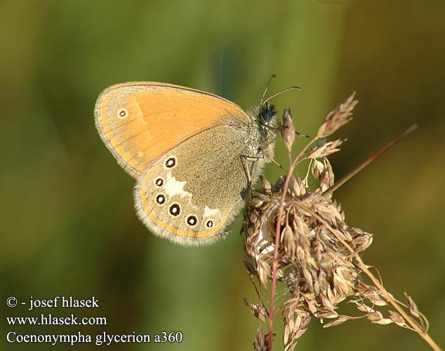 Coenonympha glycerion Okáč třeslicový Сенница глицерион луговая Idänniittyperhonen Roodstreephooibeestje Barna szénanimfa Belolisi okarček Darrgräsfjäri Chestnut Heath fadet mélique Közönséges szénalepke Rostbraunes Wiesvögelchen Strzępotek glicerion Očkáň traslicový