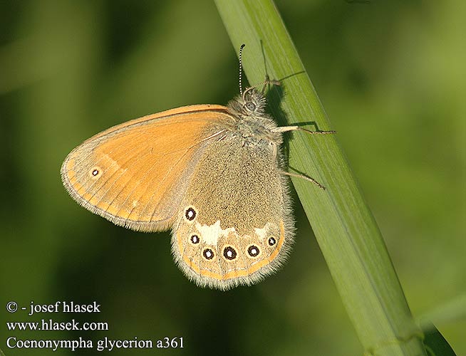 Coenonympha glycerion Roodstreephooibeestje Barna szénanimfa Belolisi okarček Darrgräsfjäri Chestnut Heath fadet mélique Közönséges szénalepke Rostbraunes Wiesvögelchen Strzępotek glicerion Očkáň traslicový Okáč třeslicový Сенница глицерион луговая Idänniittyperhonen