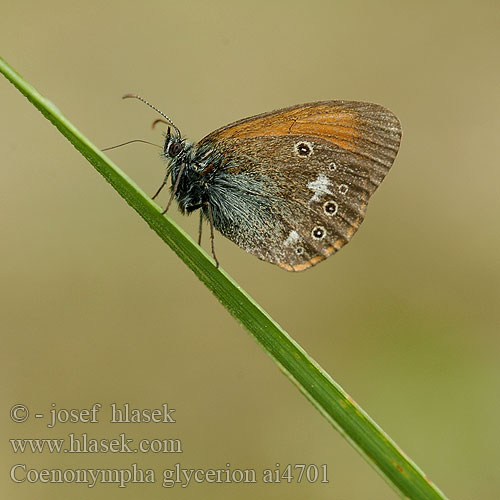 Coenonympha glycerion Chestnut Heath fadet mélique Közönséges szénalepke Rostbraunes Wiesvögelchen Strzępotek glicerion Očkáň traslicový Okáč třeslicový Сенница глицерион луговая Idänniittyperhonen Roodstreephooibeestje Barna szénanimfa Belolisi okarček Darrgräsfjäril