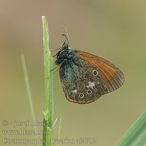 Coenonympha glycerion Okáč třeslicový Сенница глицерион луговая Idänniittyperhonen Roodstreephooibeestje Barna szénanimfa Belolisi okarček Darrgräsfjäril Chestnut Heath fadet mélique Közönséges szénalepke Rostbraunes Wiesvögelchen Strzępotek glicerion Očkáň traslicový