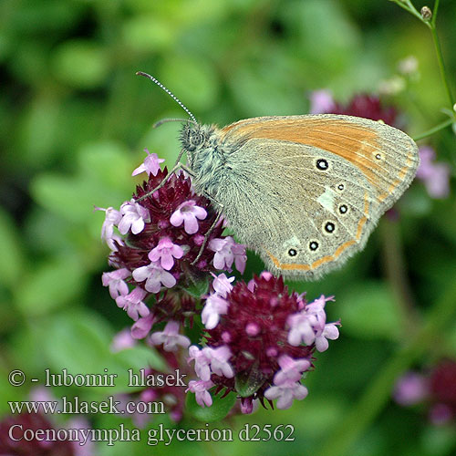 Darrgräsfjäril Coenonympha glycerion Chestnut Heath fadet mélique Közönséges szénalepke Rostbraunes Wiesvögelchen Strzępotek glicerion Očkáň traslicový Okáč třeslicový Сенница глицерион луговая Idänniittyperhonen Roodstreephooibeestje Barna szénanimfa Belolisi okarček