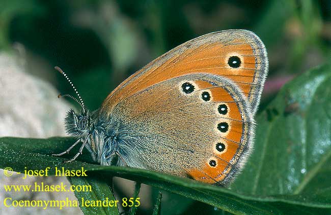 Coenonympha leander Okáč ruský Russian Heath