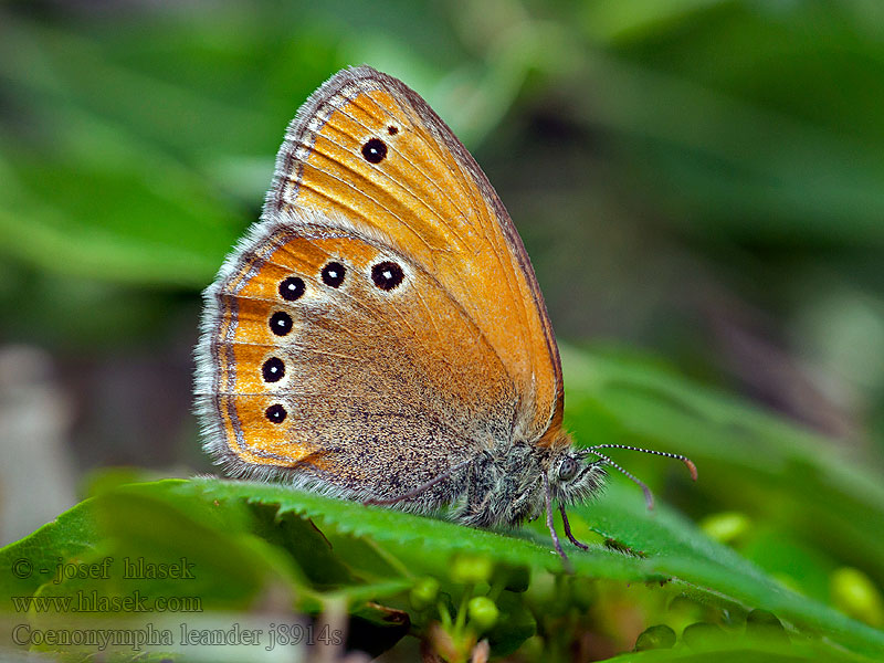 Coenonympha leander Fadet pont-euxin Сенница леандр