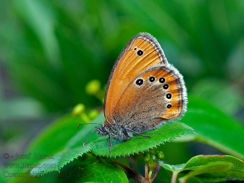 Coenonympha leander Turks hooibeestje Orosz szénanimfa