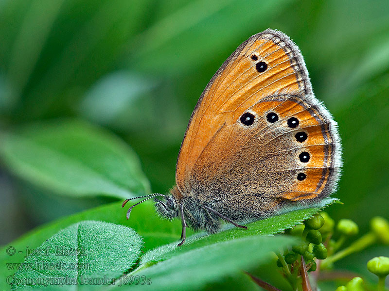 Okáč ruský Coenonympha leander