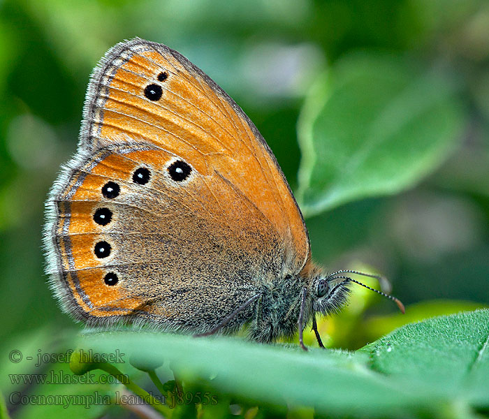 Russian Heath Fadet pont-euxin Coenonympha leander