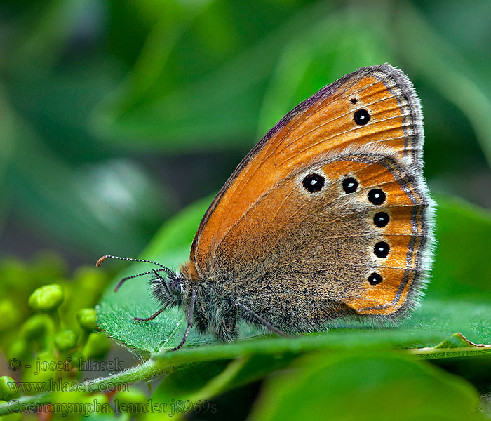 Orosz szénanimfa Rus Zipzip Perisi Coenonympha leander