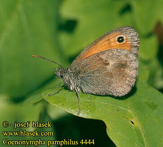 Coenonympha pamphilus Small Heath Procris Kis szénalepke