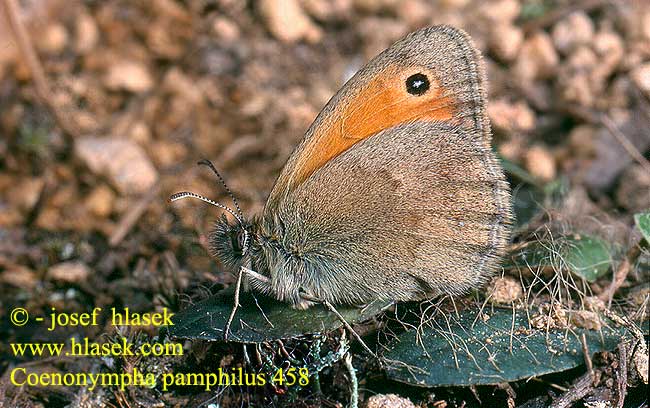 Coenonympha pamphilus Okáč poháňkový