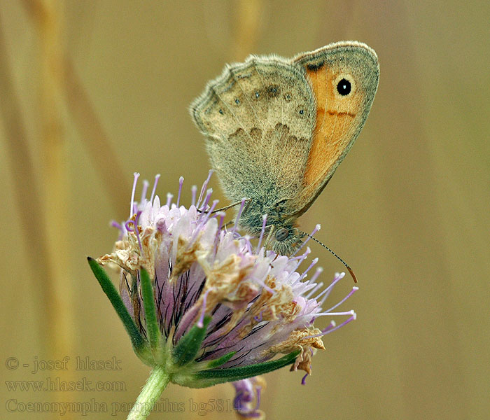 Small Heath Procris Coenonympha pamphilus