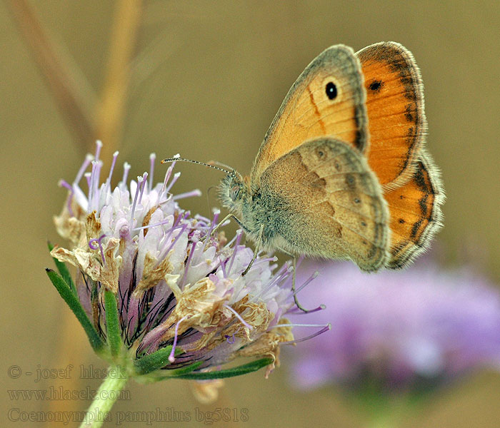 Kis szénalepke Coenonympha pamphilus